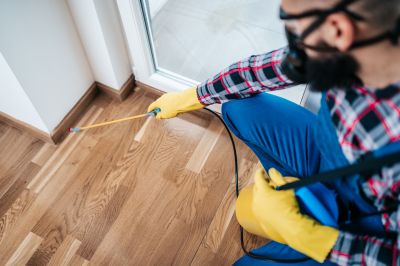 Black Widow Removal Service