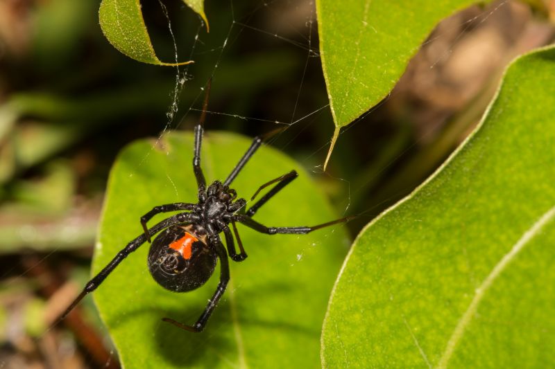 Close-up of a Black Widow Spider