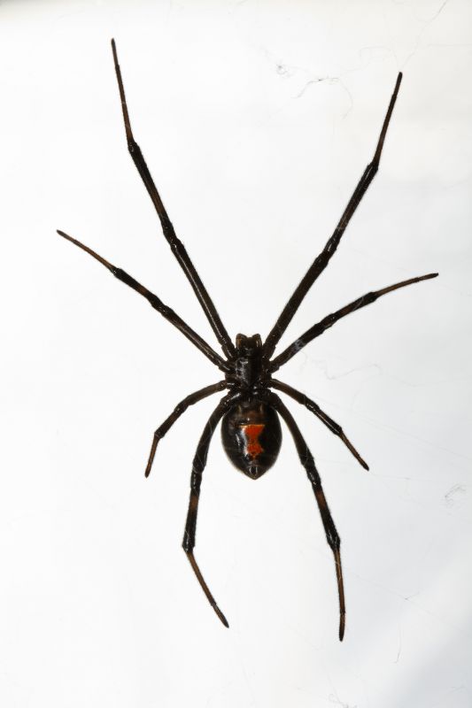 Black Widow Spider on a Surface