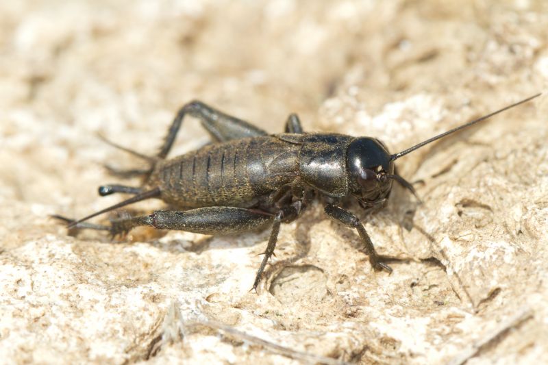 Seasonal Cricket Activity In Homes