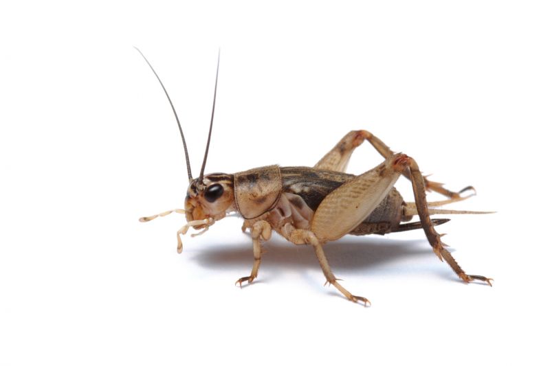 Seasonal Cricket Activity In Homes
